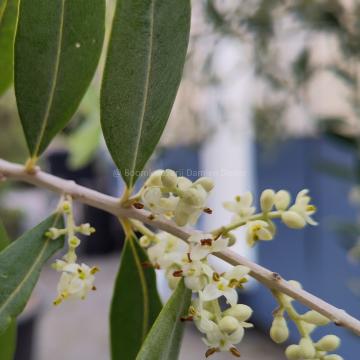 Olea europaea 'Leccino'