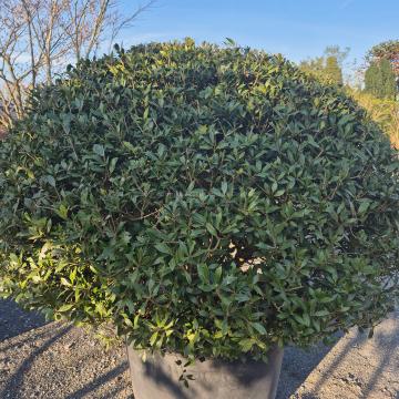 Osmanthus heterophyllus - ball