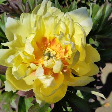 Paeonia 'Bartzella' (Itoh)