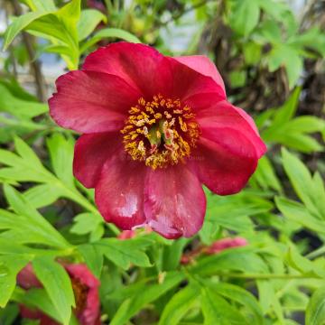 Paeonia delavayi