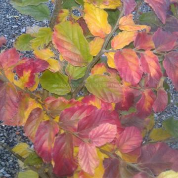 Parrotia persica 'Felicie'