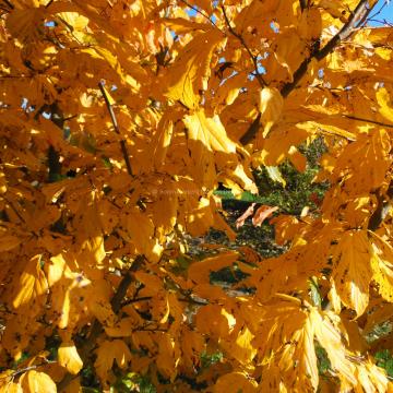 Parrotia persica 'Vanessa'