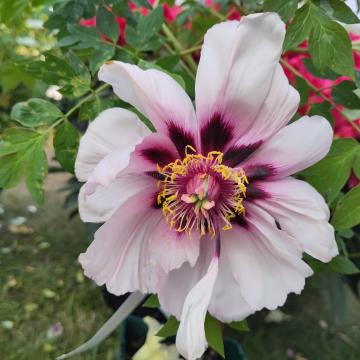 Paeonia rockii 'Yi Du Chun Qiu'