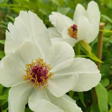 Paeonia suffruticosa 'Feng Dan Bai'
