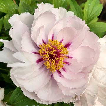 Paeonia suffruticosa 'Lan Yue Liang'