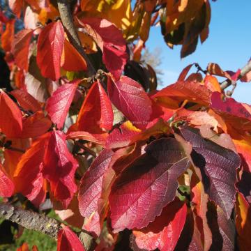 Parrotia subaequalis