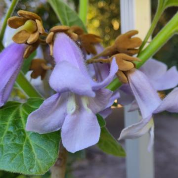 Paulownia tomentosa