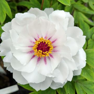 Paeonia 'Yue Gong Zhu Guang' (P. rockii 'White')