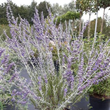 Perovskia atriplicifolia 'Little Spire'®