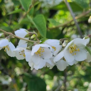 Philadelphus subcanus