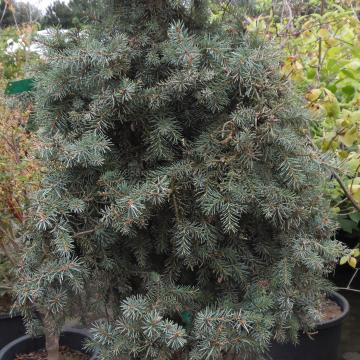 Picea breweriana