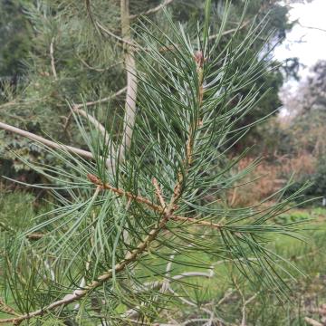 Pinus bungeana
