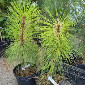Pinus engelmannii