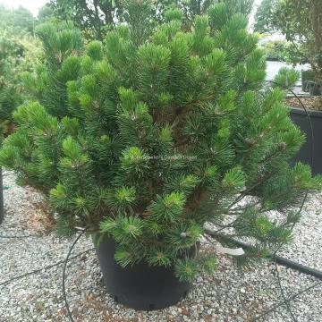 Pinus mugo 'Mops'