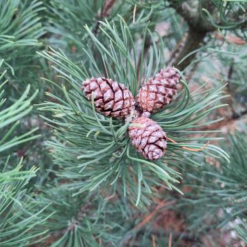 Pinus mugo subsp. mugo