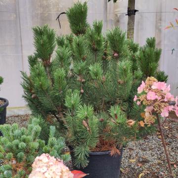 Pinus mugo subsp. mugo