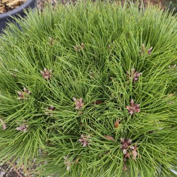 Pinus nigra 'Marie Brégeon' ®
