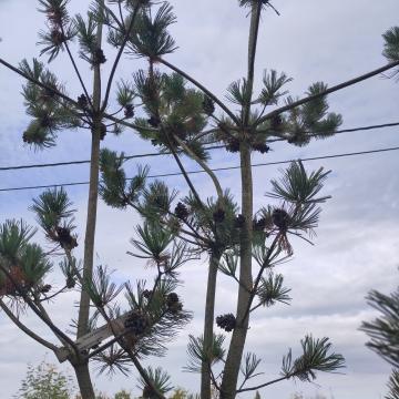 Pinus parviflora 'Glauca'