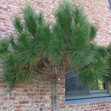 Pinus pinea