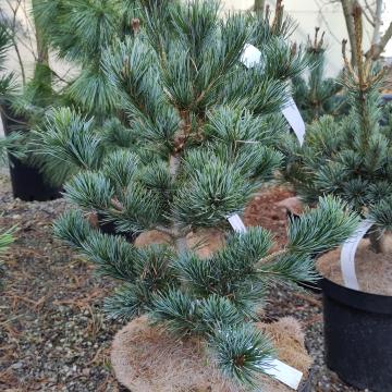 Pinus parviflora 'Negishi'