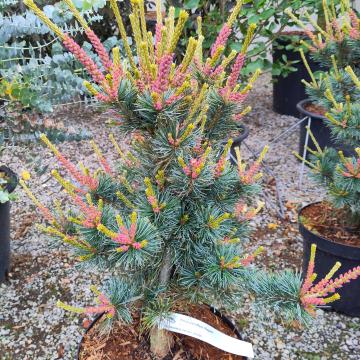 Pinus parviflora 'Negishi'