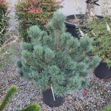 Pinus sylvestris 'Watereri'