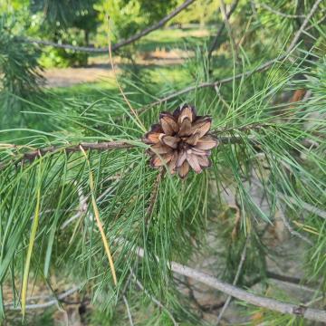 Pinus sylvestris