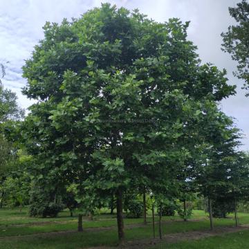 Platanus hispanica 'Alphen's Globe' (x)