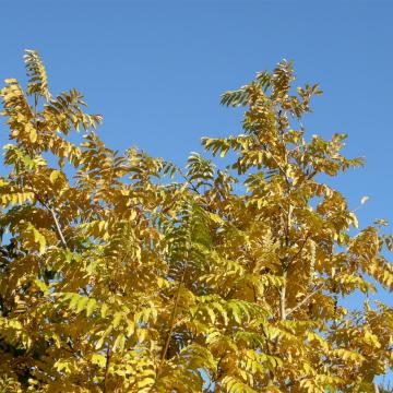Pterocarya fraxinifolia