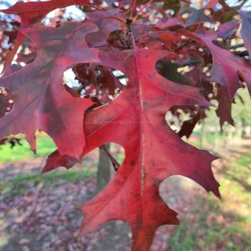 Quercus coccinea