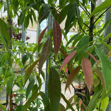 Quercus myrsinifolia