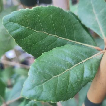 Quercus phillyreoides (herkomst Japan)