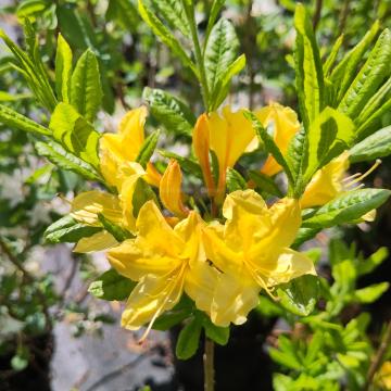 Rhododendron 'Arpège' (az)