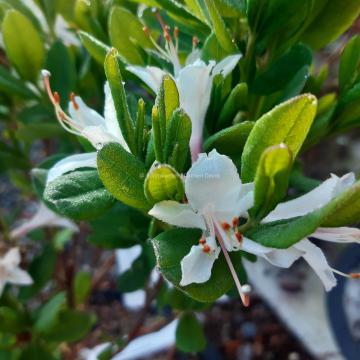 Rhododendron atlanticum