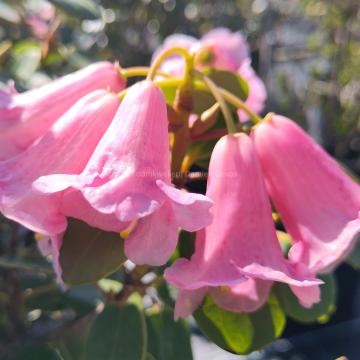 Rhododendron callimorphum