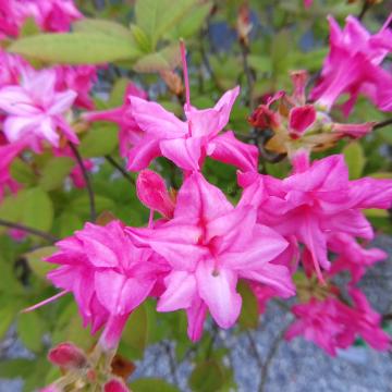 Rhododendron 'Chenille' (Azalea knaphill)