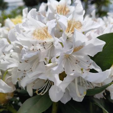 Rhododendron 'Cunningham's White'