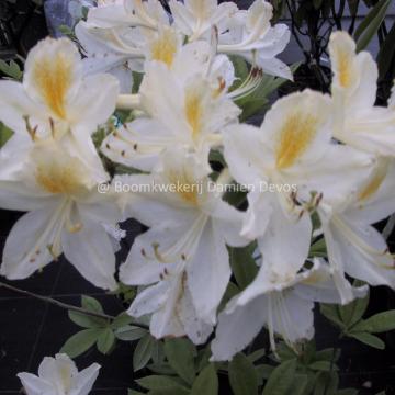 Rhododendron 'Daviesii' (Ghent Azalea)