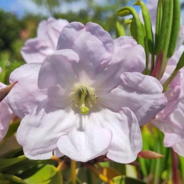 Rhododendron fortunei