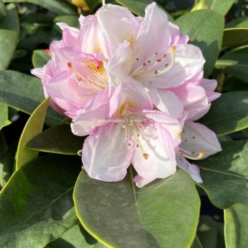 Rhododendron 'Gomer Waterer'
