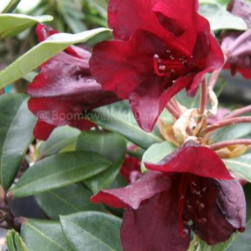 Rhododendron 'Impi'