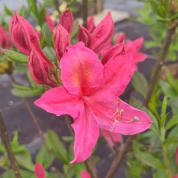 Rhododendron 'Jolie Madame' (Ghent Azalea)