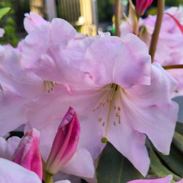 Rhododendron loderi 'Pink Diamond'