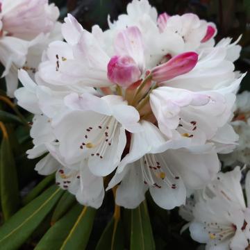 Rhododendron macabeanum