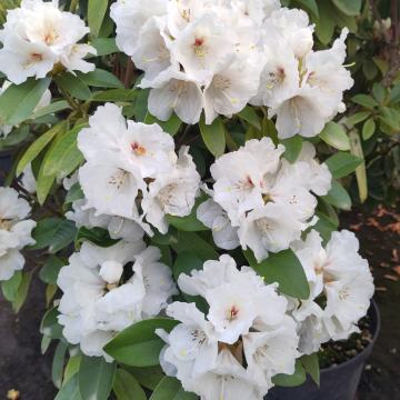 Rhododendron 'Mount Everest'