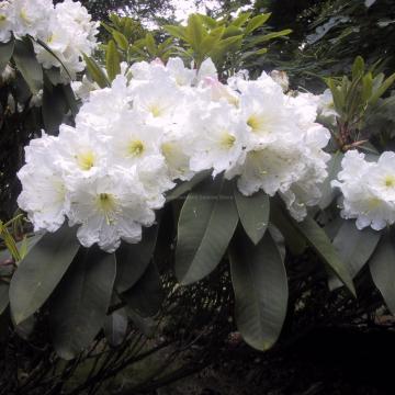 Rhododendron 'Polar Bear'