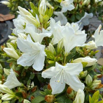 Rhododendron 'Pleasant White' (AZ)