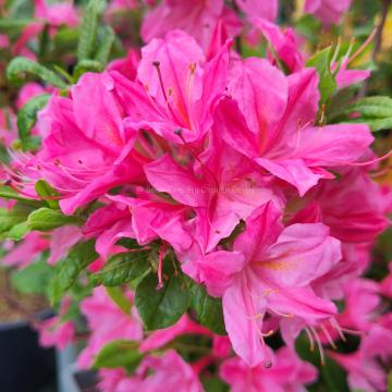 Rhododendron 'Rosata' (AZ)