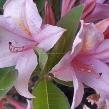 Rhododendron 'Soir de Paris' (Viscosa Azalea)
