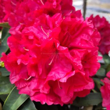 Rhododendron 'Wilgen's Ruby'